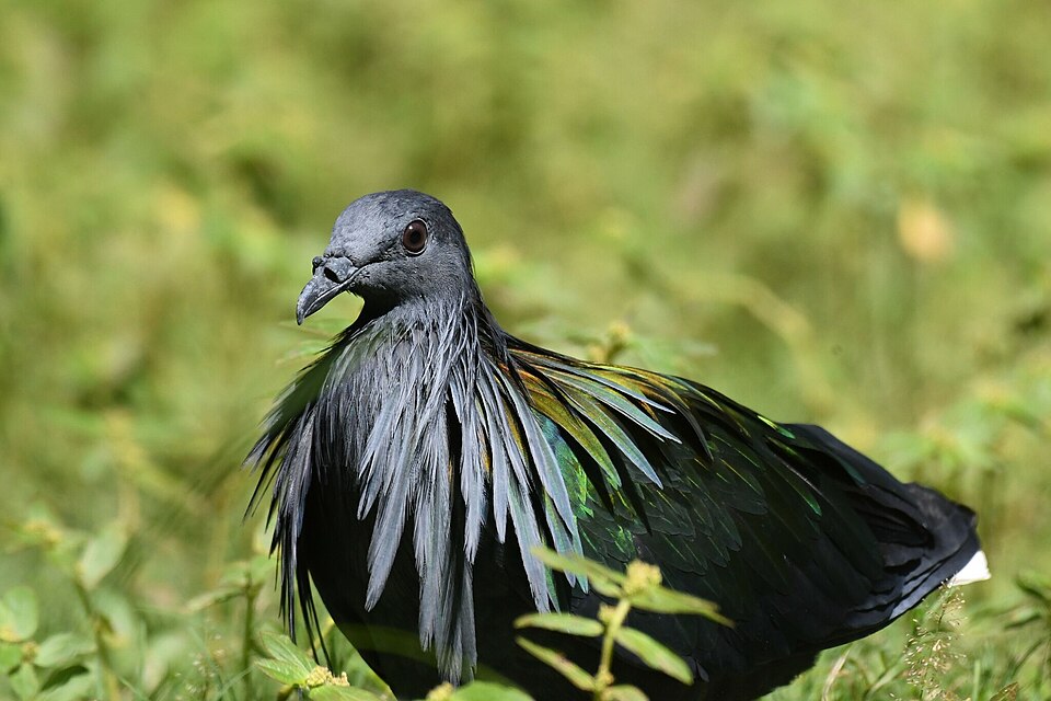 Nicobar pigeon (Caloenas nicobarica) in Thailand, the dodo's closest living relative