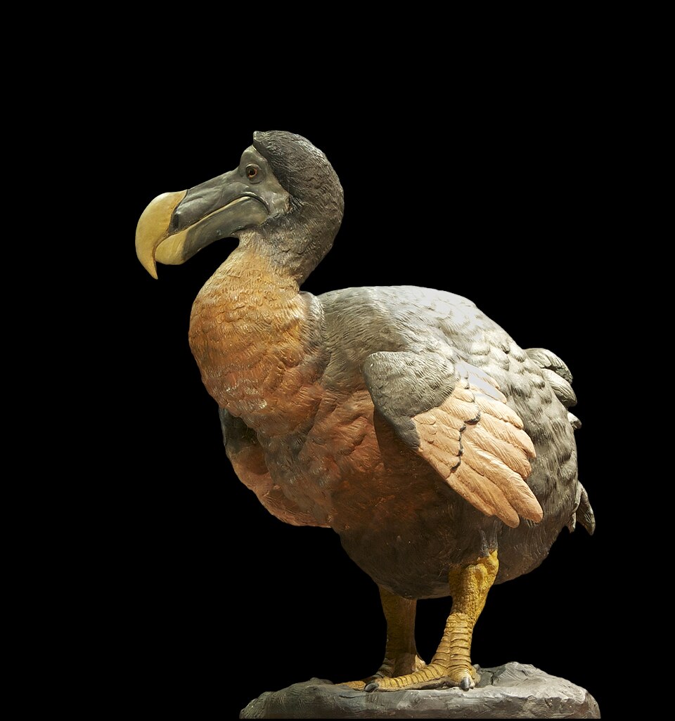 Sculpted dodo reconstruction at the Paris Natural History Museum