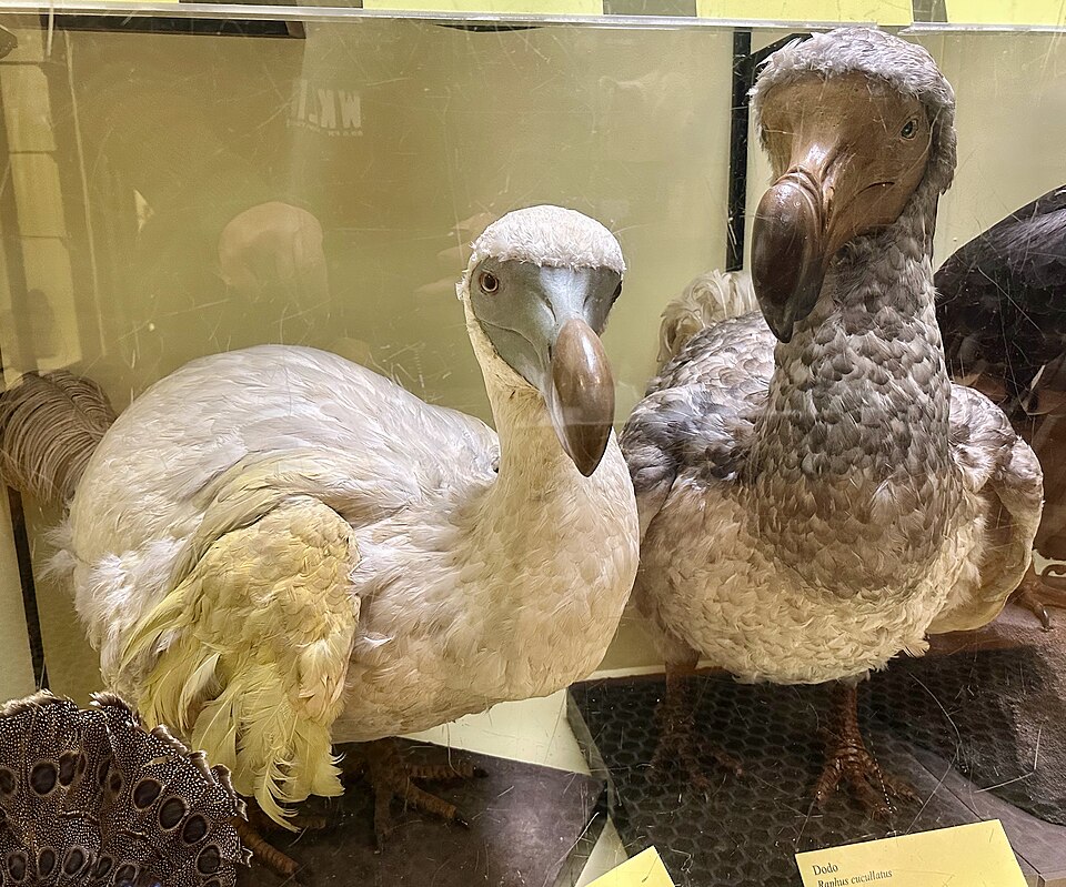 Dodo bird models on display at Tring Natural History Museum