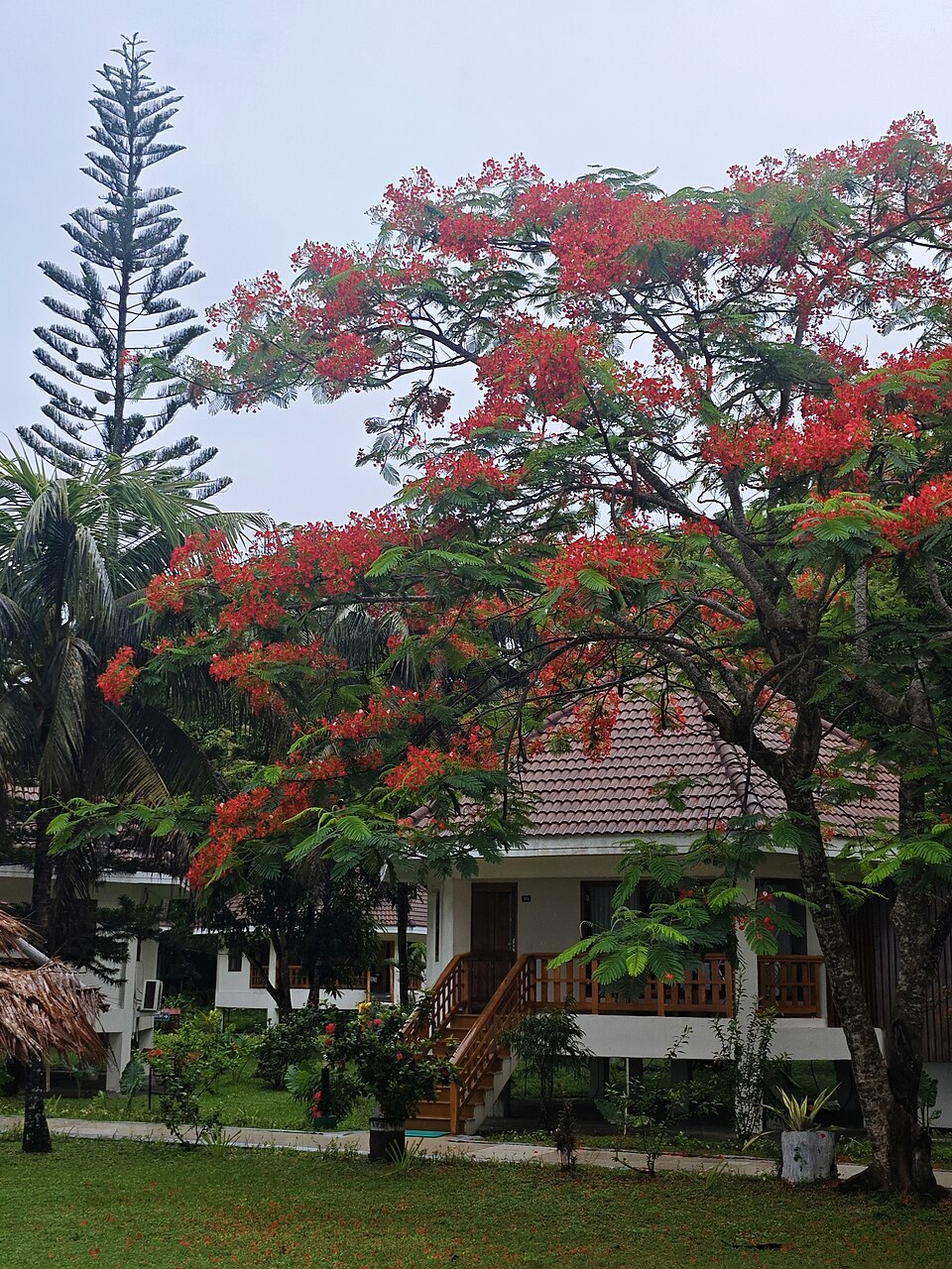 Tropical paradise beach resort with white sand and lush palms, the backdrop of summer romance