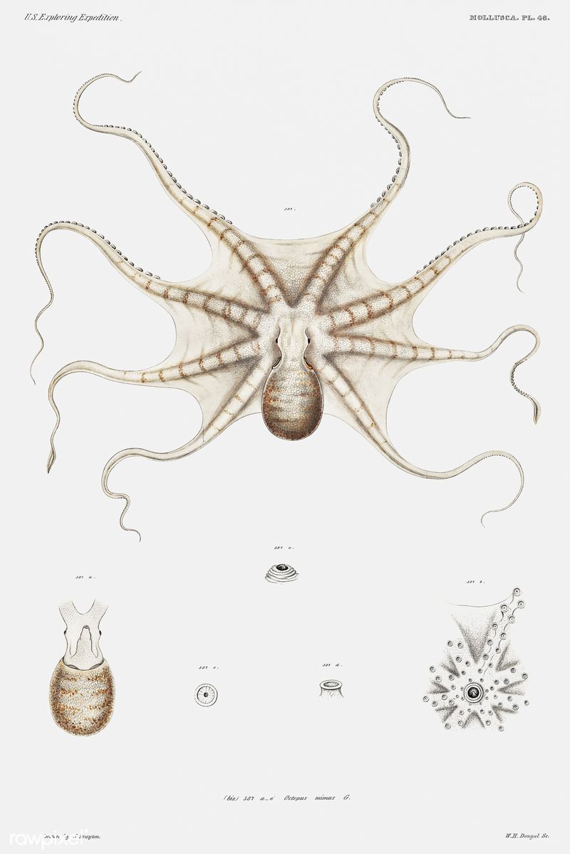 Close-up of an octopus showing its textured tentacles