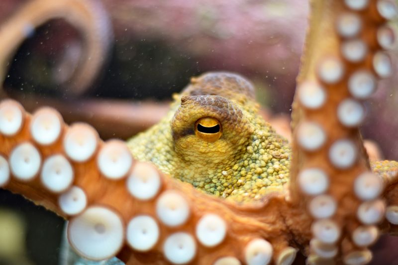 Octopus in a glass aquarium tank